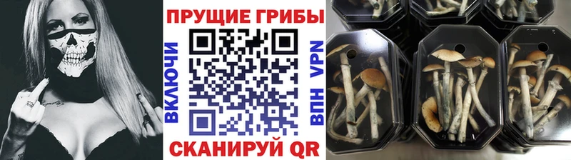 Псилоцибиновые грибы мухоморы  закладка  Суджа 